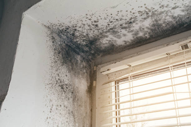 Trusted Basement Mold Remediation service in Port Monmouth, NJ - Cheap Mold Removal